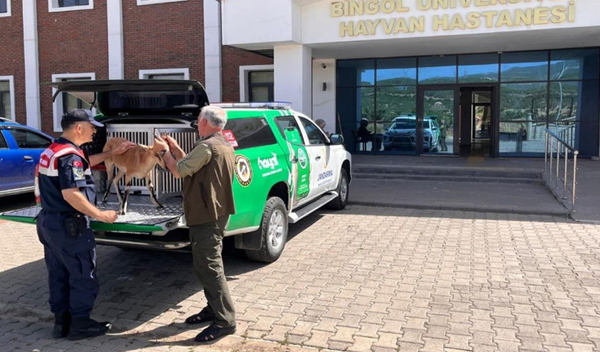 Jandarma Dağ Keçisi1