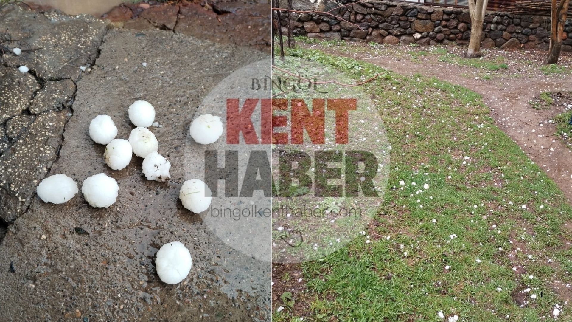 Haber (83)
