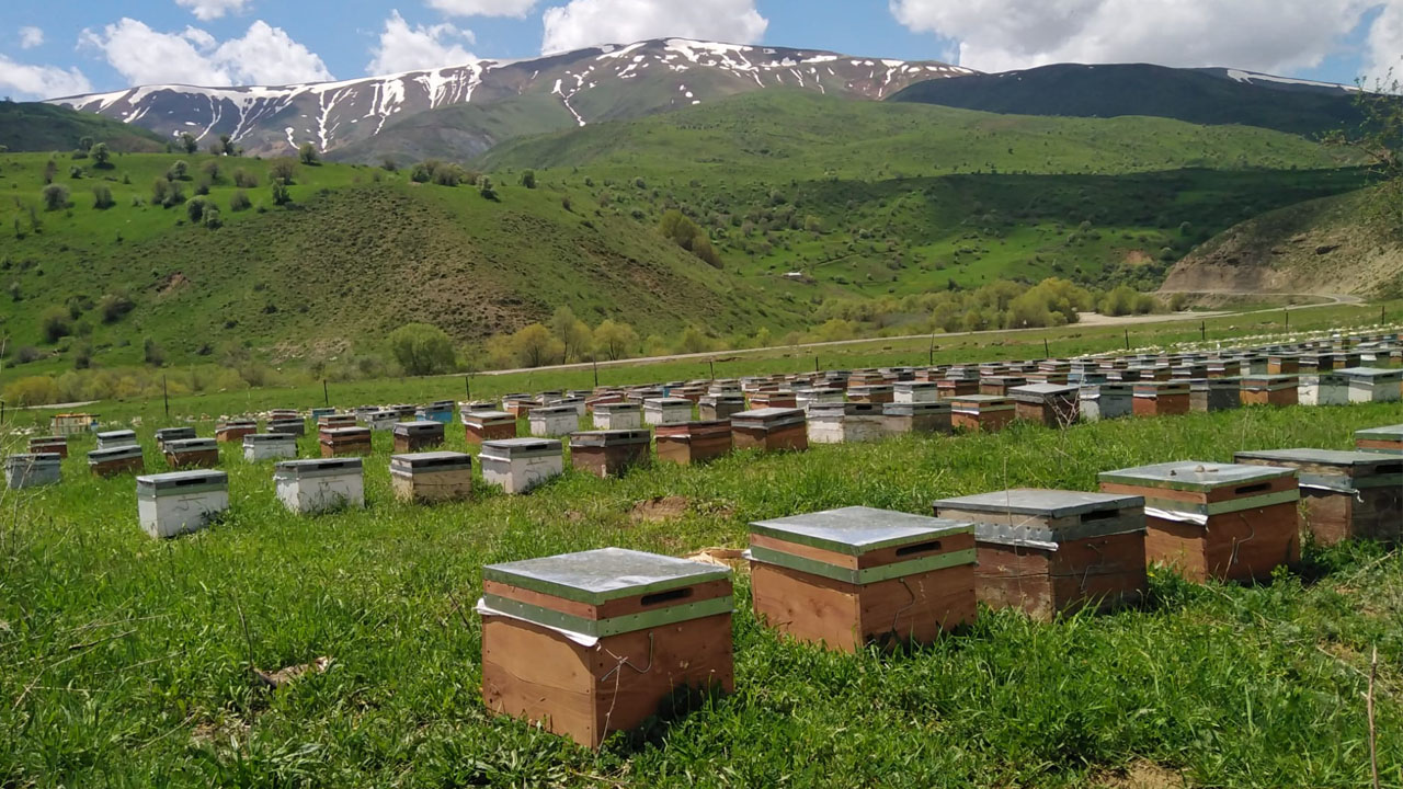 Arıcılar Birliği Başkanı4