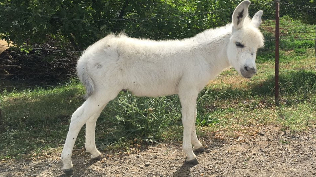 Eşek