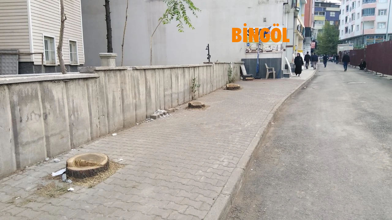 Bingöl Ağaç2