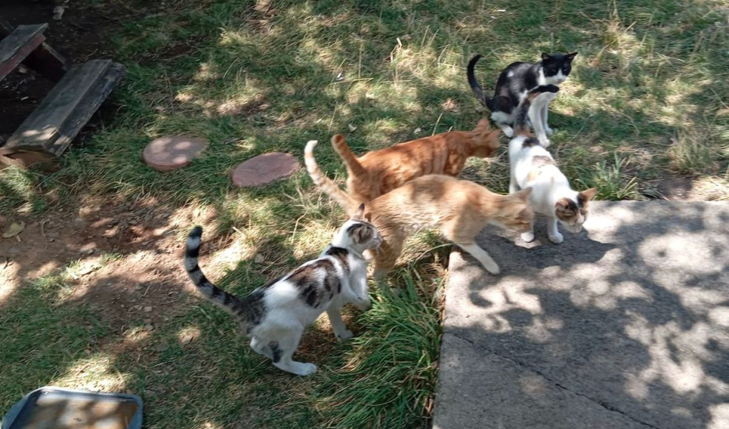 Yarali Kedi̇ Site Tedavi̇ Altina Alindi (1)