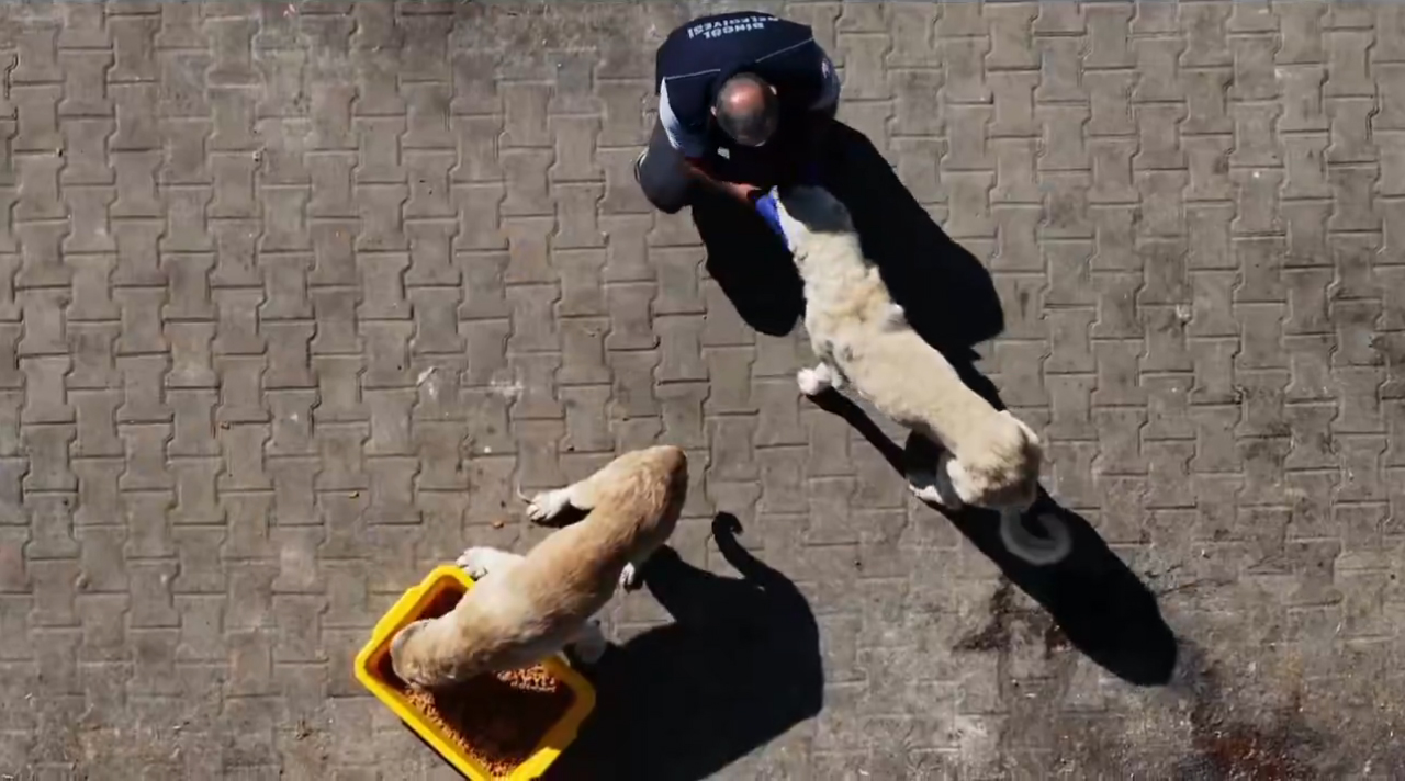 Sokak Hayvanları İçin Bingöl’de Mama Üretimine Başlandı (1)