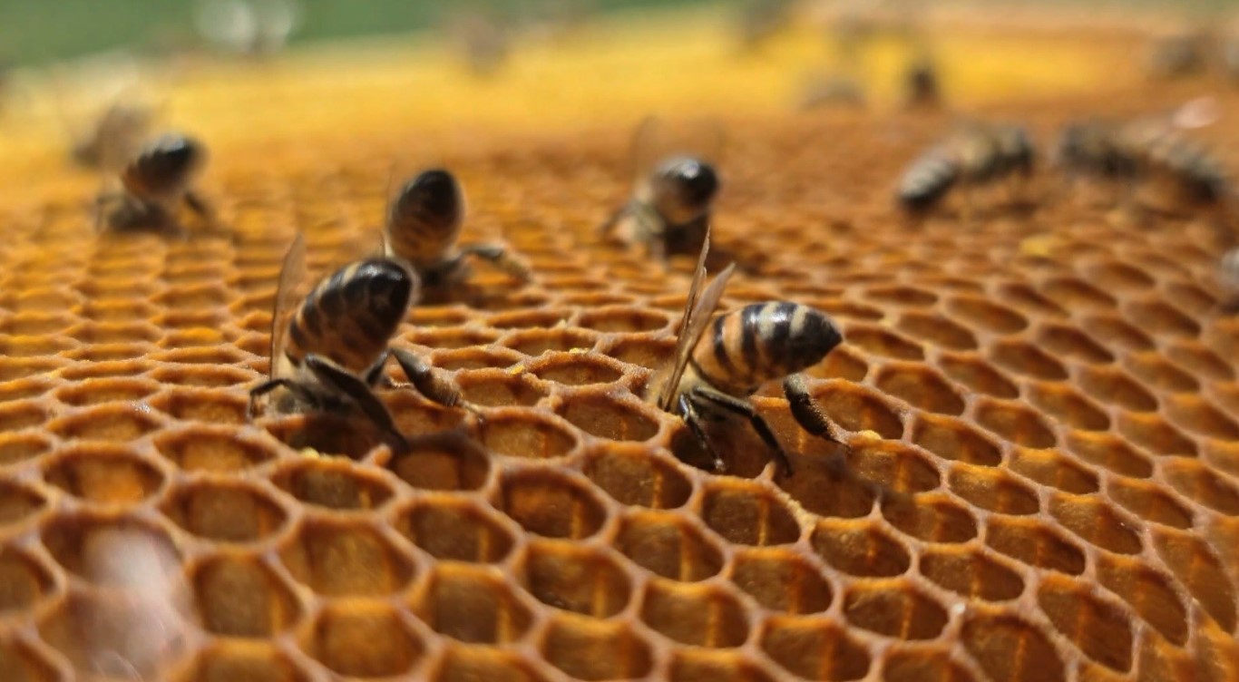 Yerel Kalkinma Hamlesi̇ Bi̇ngöl'de Desteklenecek Alanlar (1)