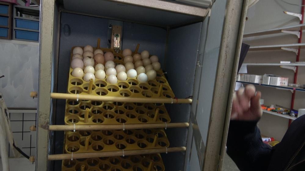 Elektrik Mühendisi Atık Malzemelerden Kuluçka Makinesi Yaptı (1)