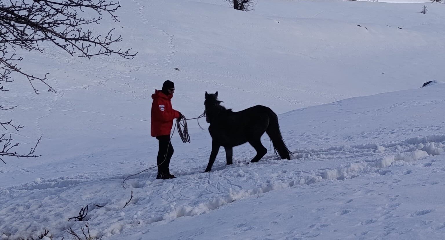 Akut Ekibi Yaralı At İçin Seferber Oldu (1)