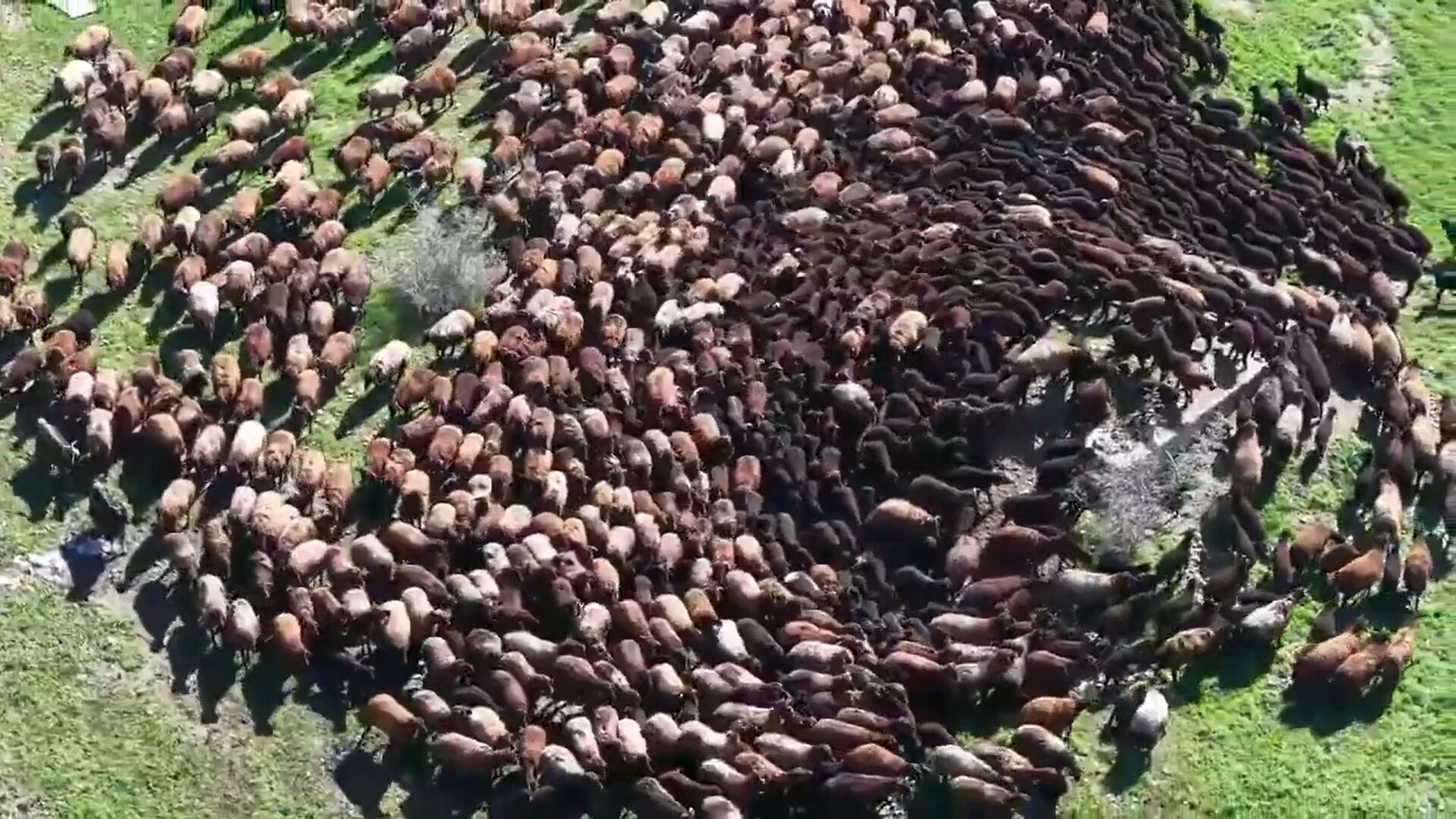 Vali Çelik Kuzuların Buluşması Programına Katıldı (2)