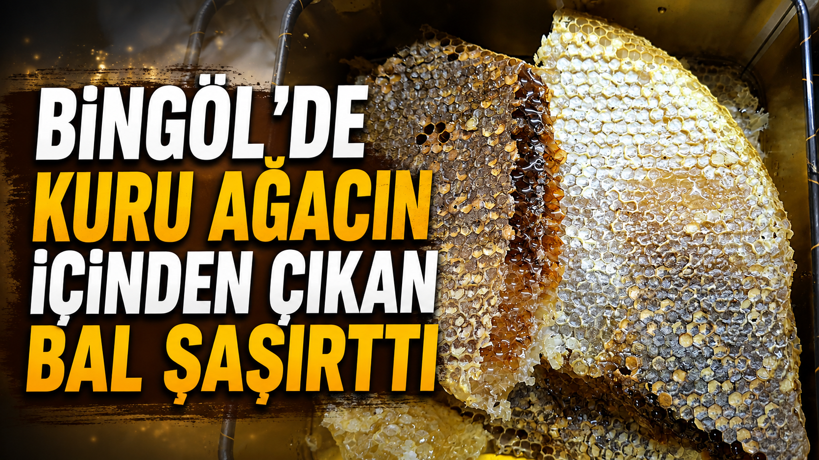 Bingöl’de Kuru Ağacın İçinden Çıkan Bal Şaşırttı