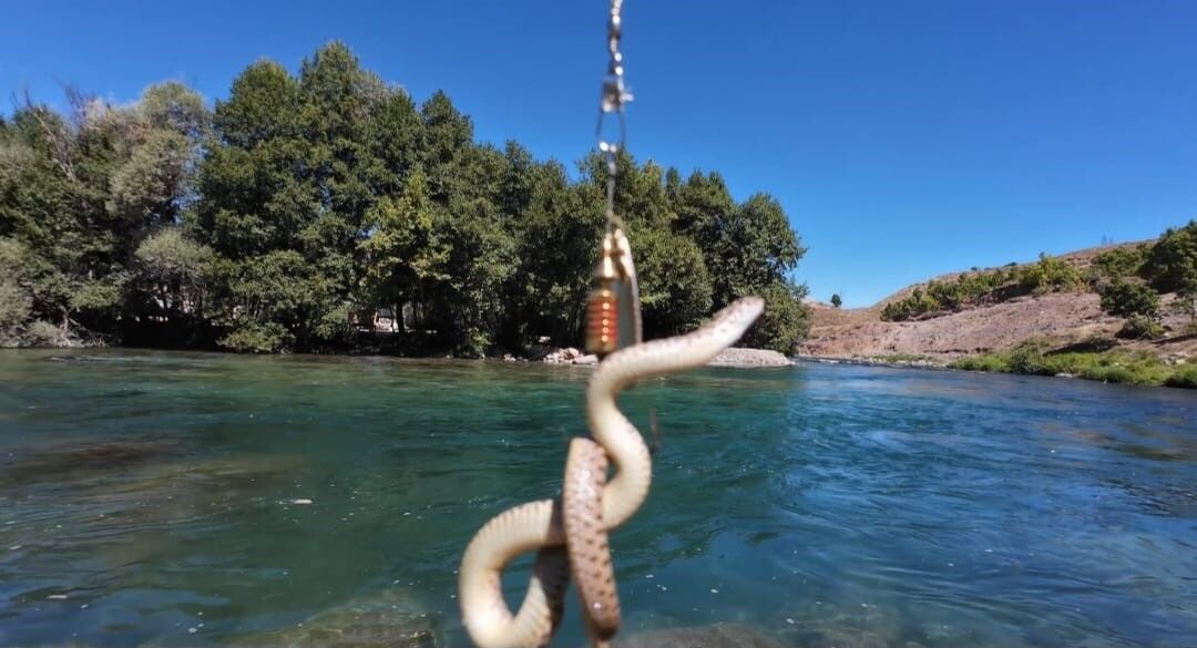 Balık Beklerken Oltasına Su Yılanı Takıldı