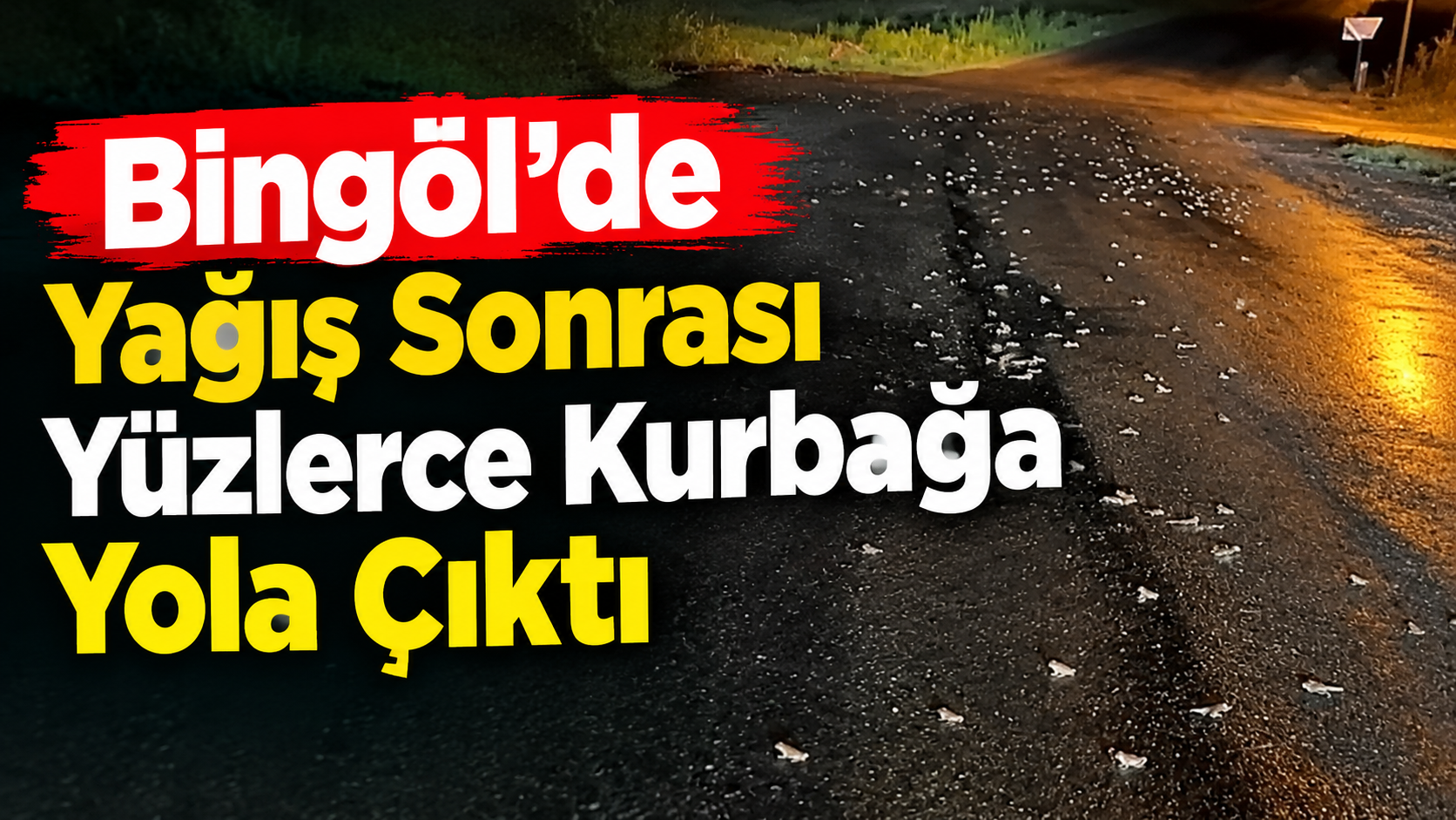 Bingöl’de Yağış Sonrası Yüzlerce Kurbağa Yola Çıktı