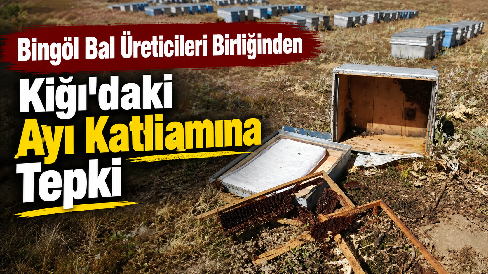 Bingöl Bal Üreticileri Birliğinden Kiğı’daki Ayı Katliamına Tepki