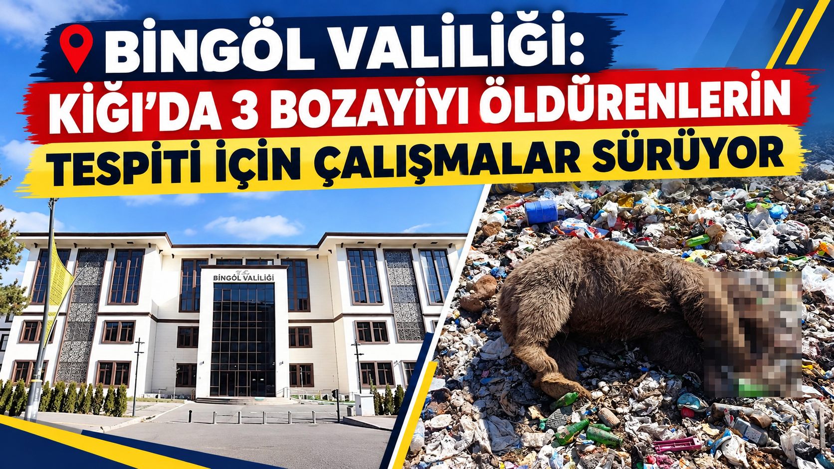 Bingöl Valiliği: 3 Boz Ayıyı Öldürenlerin Tespiti için Çalışmalar Kararlılıkla Sürdürülüyor