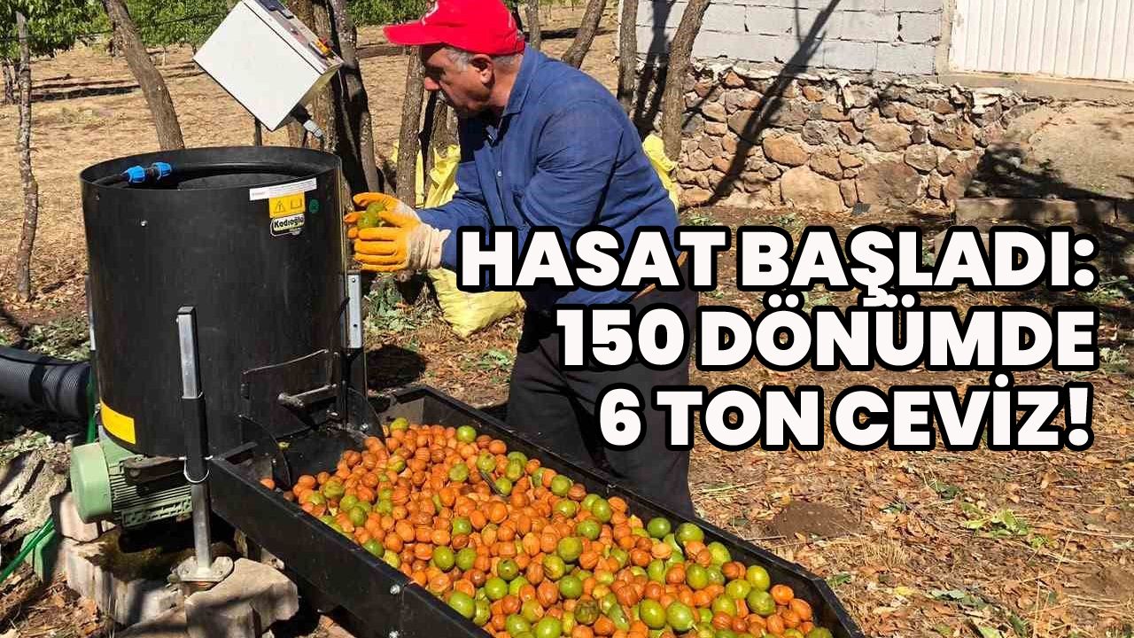 Bingöl'de Ceviz Hasadı Heyecanı!