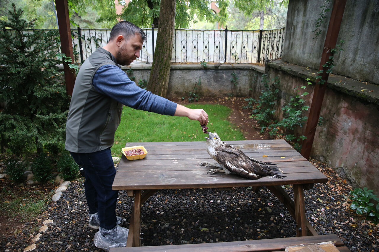 Kartal Ciğerle Besleniyor (7)
