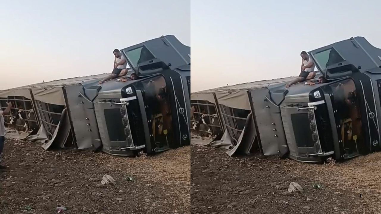 Hayvan Yüklü Tır Şarampole Devrildi
