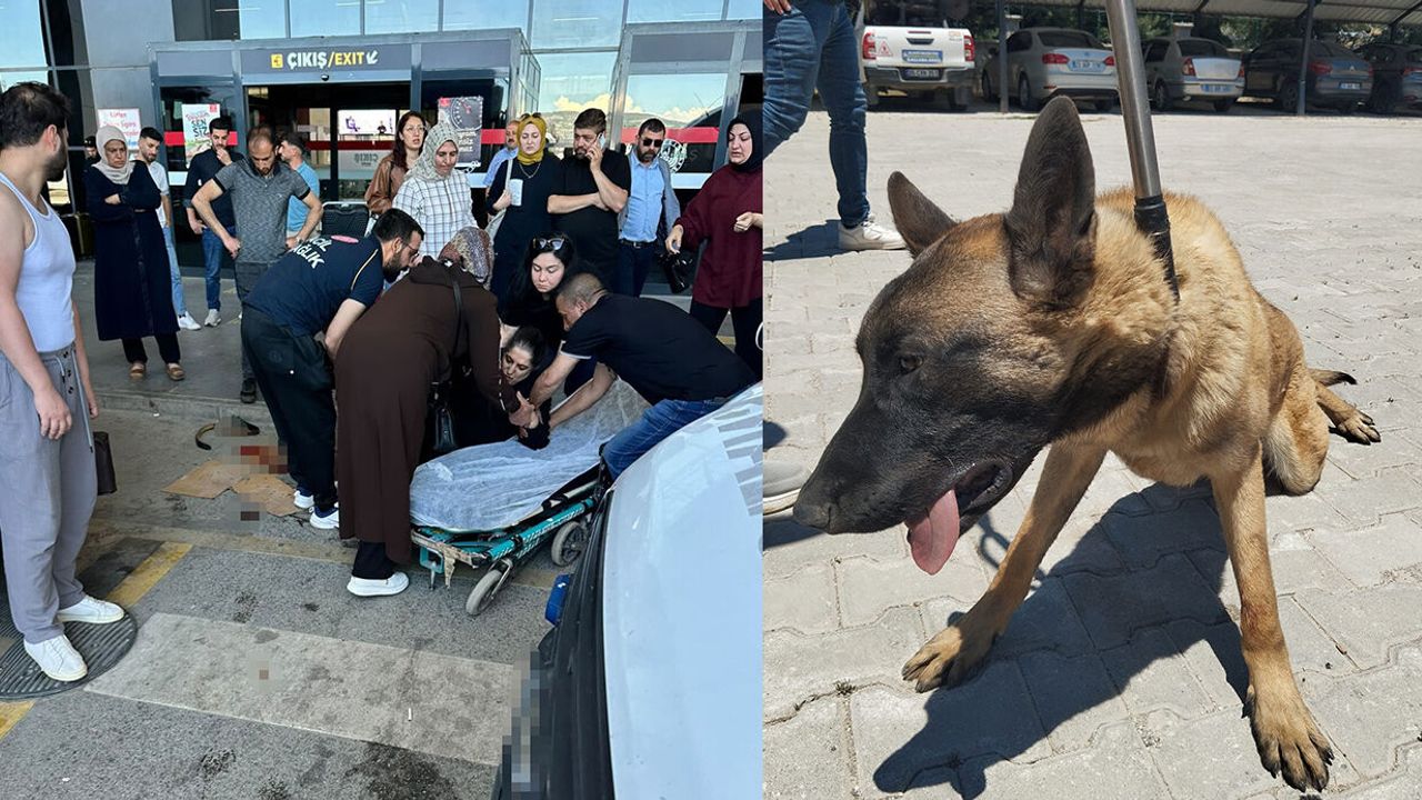 Köpek Saldırısında Kadın Yaralandı