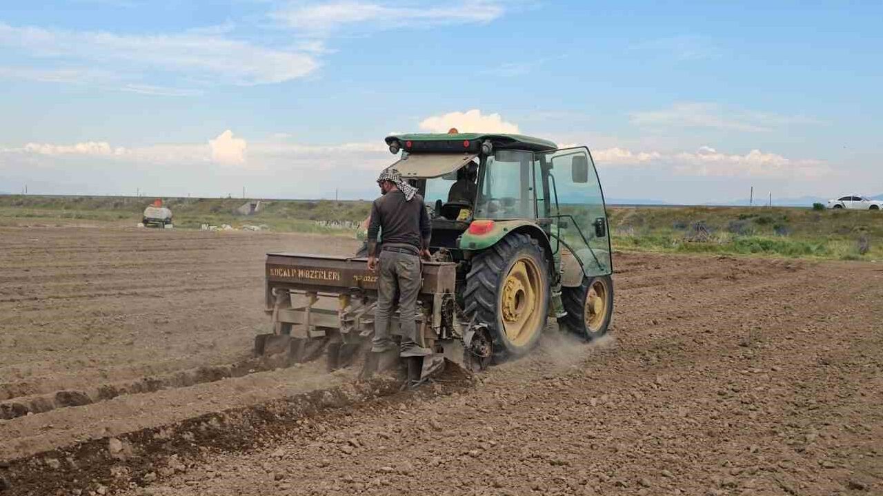 Bitlis'te Fasulye Ekimi Çalışmaları