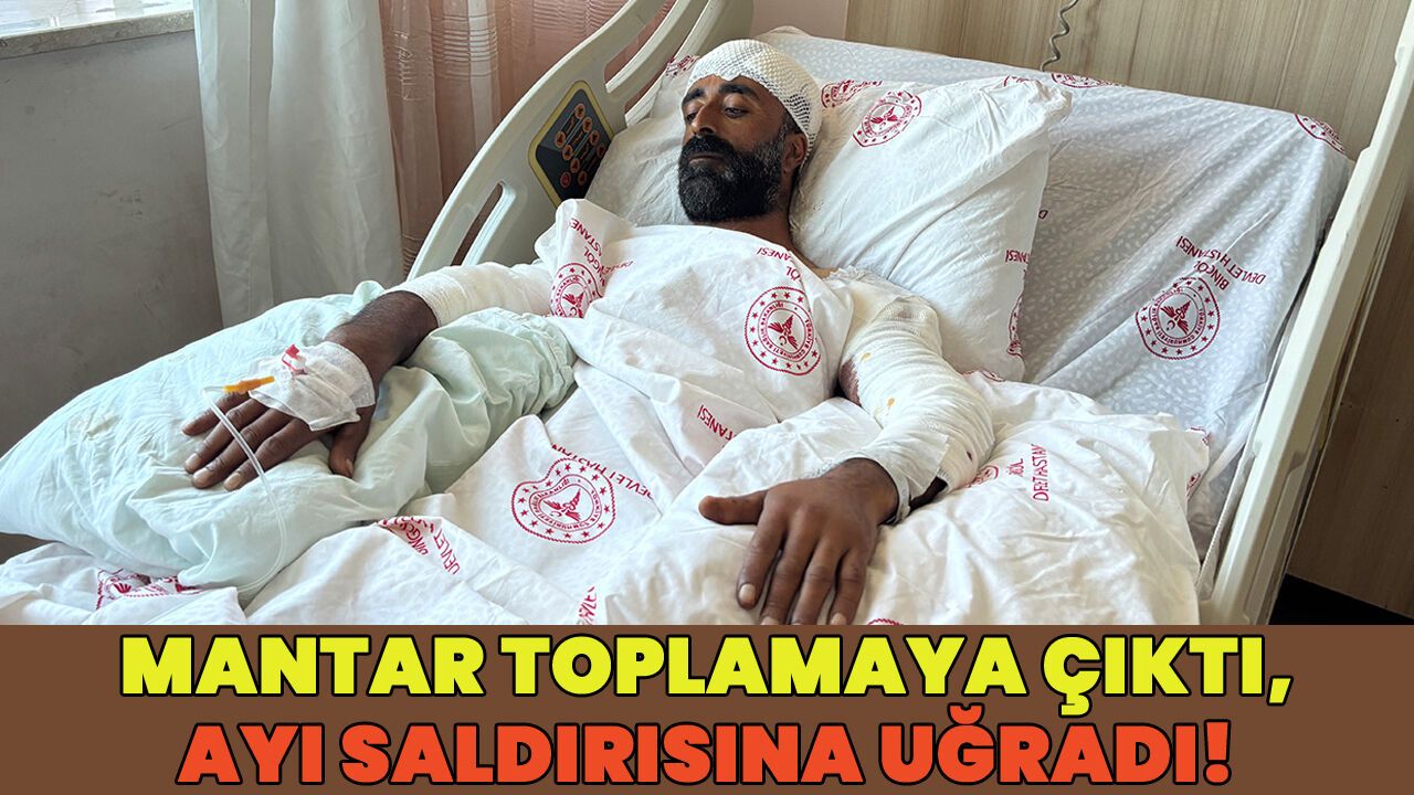 Bingöl'de Mantar Toplarken Ayı Saldırısına Uğradı!