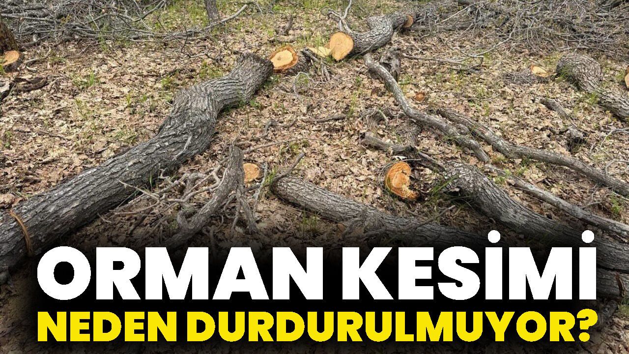 Orman Kesimi Neden Durdurulmuyor?