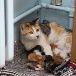 Sınıfta Doğum Yapan Kedi Öğrencilerin Sevgi Odağı Oldu