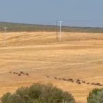 Çemişgezek’te Domuz Sürüsü Kamerada