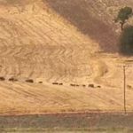Tunceli’de Yol Kenarında Domuz Sürüsü Görüntülendi