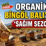 Bingöl Balı’nda ‘Sağım Sezonu’ Başladı!