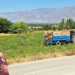 Erzincan Fasulyesi'nde Hasat Zamanı
