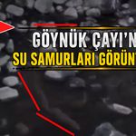 Su Samurları, Bingöl'de Göynük Çayı'nda Görüntülendi