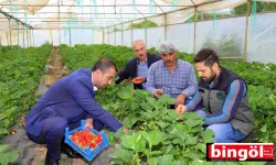 Örtü altı çilek bahçelerinde ilk mahsuller toplandı