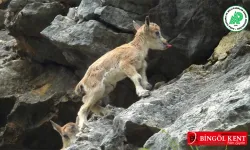 Bu yılın ilk dağ keçisi yavruları görüntülendi!