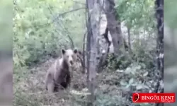 Ayıyı 'amca' diye çağırıyor!