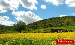 Bingöl Karlıova Yaylaları ile Serinletici doğa ve yayla atmosferi