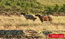 Kaçan koyunları Jandarma buldu