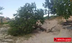 Fırtına, ağaçları kökünden söktü