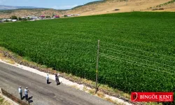 Silajlık mısır tarlaları incelendi