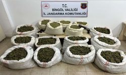 Bingöl’de 11 milyon kök kenevir ve 163 kilo toz esrar ele geçirildi