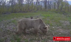 Bingöl'de Yaban Hayatından Sıcak görüntüler!