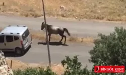 Aracın arkasına bağladıkları ata eziyet çektirdiler