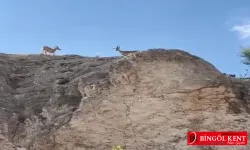 Koruma altındaki dağ keçileri Harput’ta görüntülendi