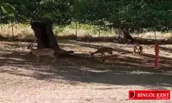 Köye, sürü halinde inen yaban keçileri görüntülendi