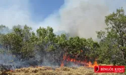 Meşe ormanları yansa bile hayatiyetini kaybetmiyormuş!