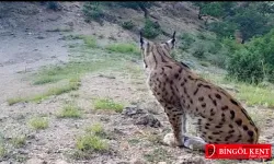 Nesli koruma altında olan Vaşak, Doğayı Seyrederken Fotokapanlara Yakalandı