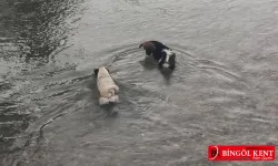 Sıcaktan bunalan köpekler Tağar Çayında