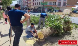 30 Yıllık Ağaç yol yapımına kurban edildi