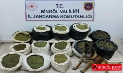 Bingöl’de 3 milyon kök kenevir ve 150 kilo toz esrar ele geçirildi!