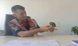 Bingöl’de bitkin halde bulunan kukumav kuşu tedavisinin ardından doğaya salındı