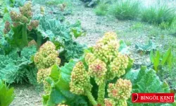 Bingöl’ün Yenilebilir Yabani Bitkileri