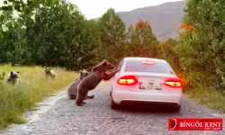 Ayılar, araçların yolunu kesti