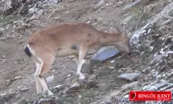 Doğada Yaban Keçilerinin Özgür Yaşamı